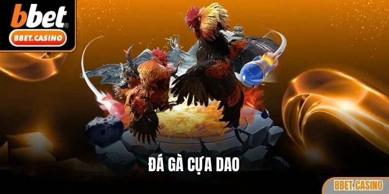 Đá gà cựa dao